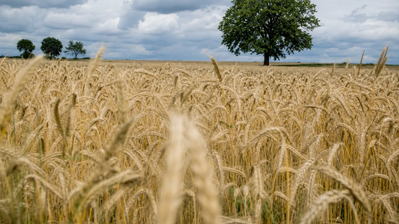 Pakistan wheat fields and grain silos as ECC approves 175000 tonnes wheat supply to Pakistan Army from 2026-27 crop